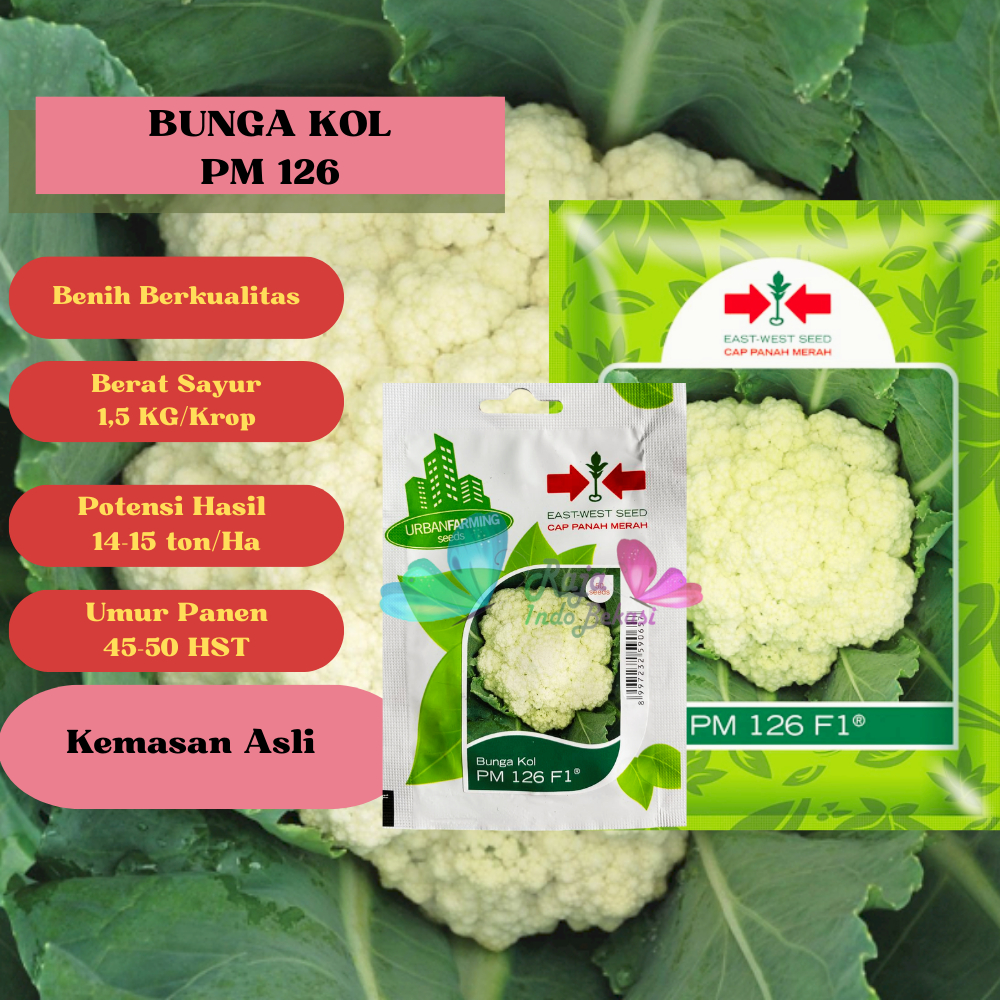 Benih Biji Bunga KOL Pm 126 Cap Panah Merah 50 Biji Kembang Kol Pm126 - Bukan Bunga Kol Ungu Hijau