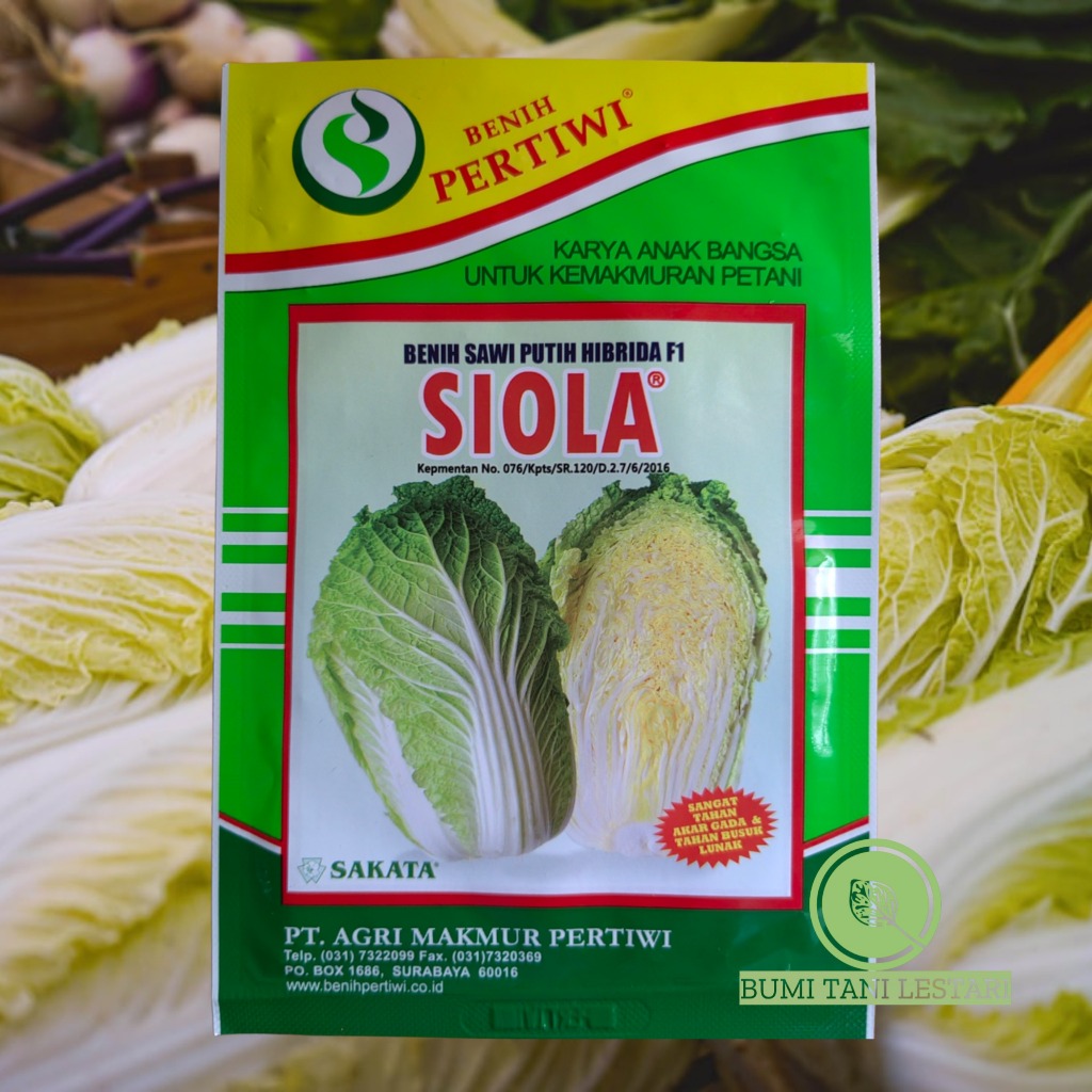 Benih Sawi Putih F1 SIOLA 10gram - Benih SIOLA Pertiwi Benih Sawi Putih Hibrida