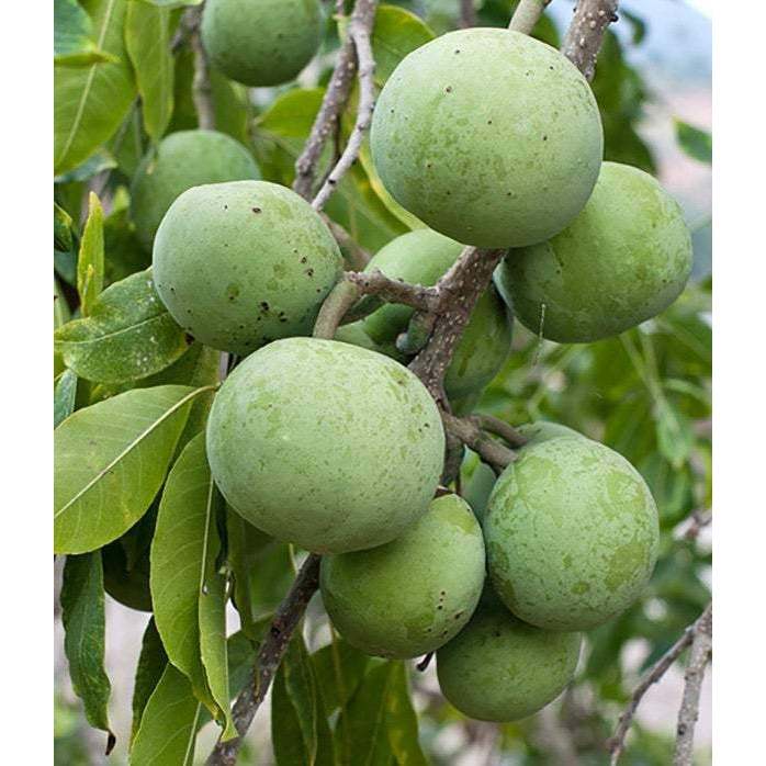 Tanaman White Sapote Berbuah/Berbunga