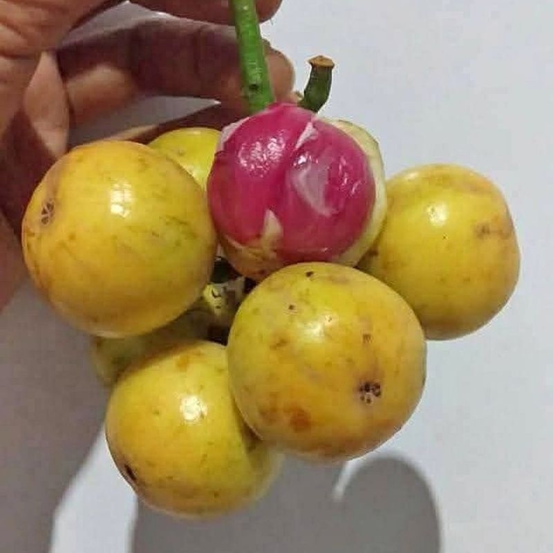 

Buah kepundung, buah pundung, buah menteng fress 2Kg