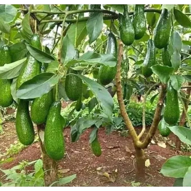 BIBIT ALPUKAT MIKI SIAP BERBUNGA