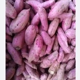 

Ubi Jalar Ungu / telo ungu