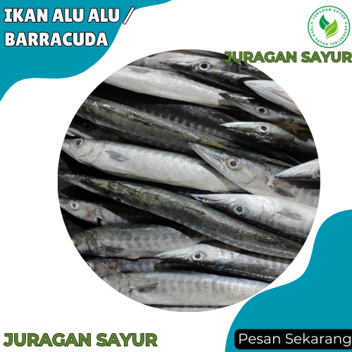 

Ikan Segar Terdekat - Ikan Alu-Alu 1kg / Barracuda - Ikan Barracuda Segar -Juragan Sayur