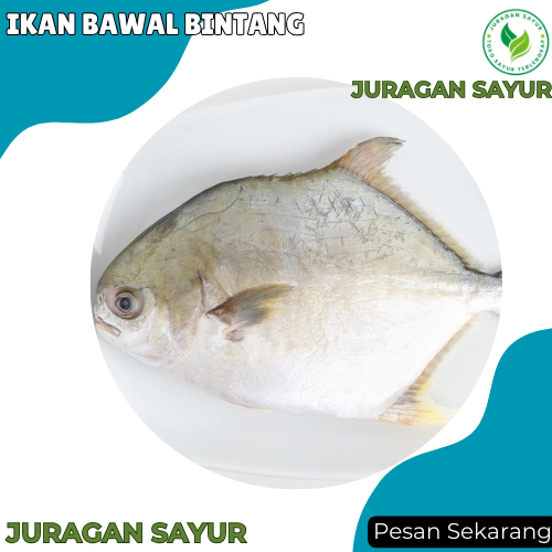 

Ikan Bawal Bintang 1 Kg / Golden Pompano / Marukoban - Ikan Bawal Bintang Segar - Juragan Sayur