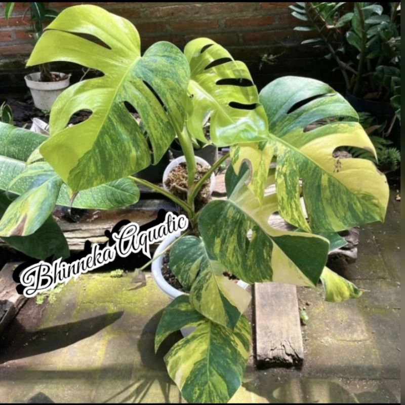 Monstera Marmorata Aurea Yellow Variegata Real Pict Murah Ekonomis