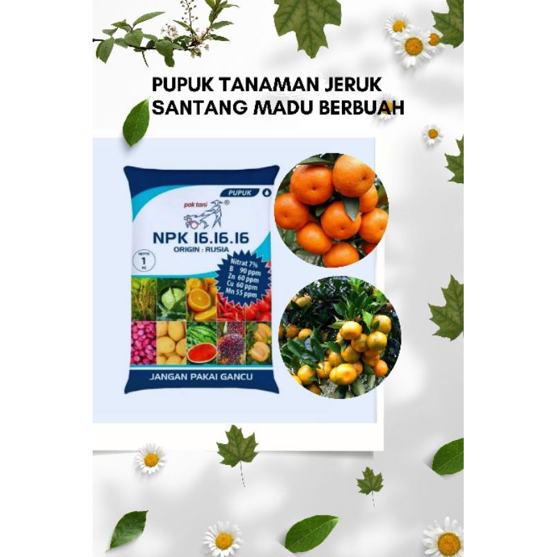 

BIBIT JERUK SANTANG MADU BISA BERBUAH DI DAERAH PANAS