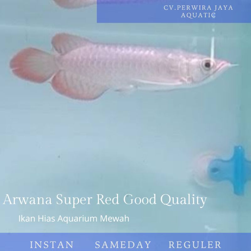 Super Red Arwana Good Quality 20Cm Hiasan Aquarium