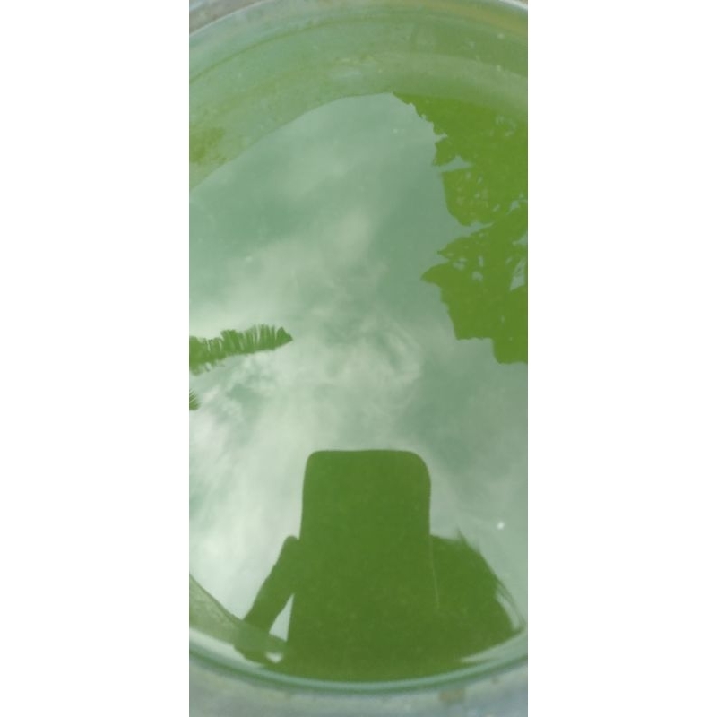 

green water / air hijau