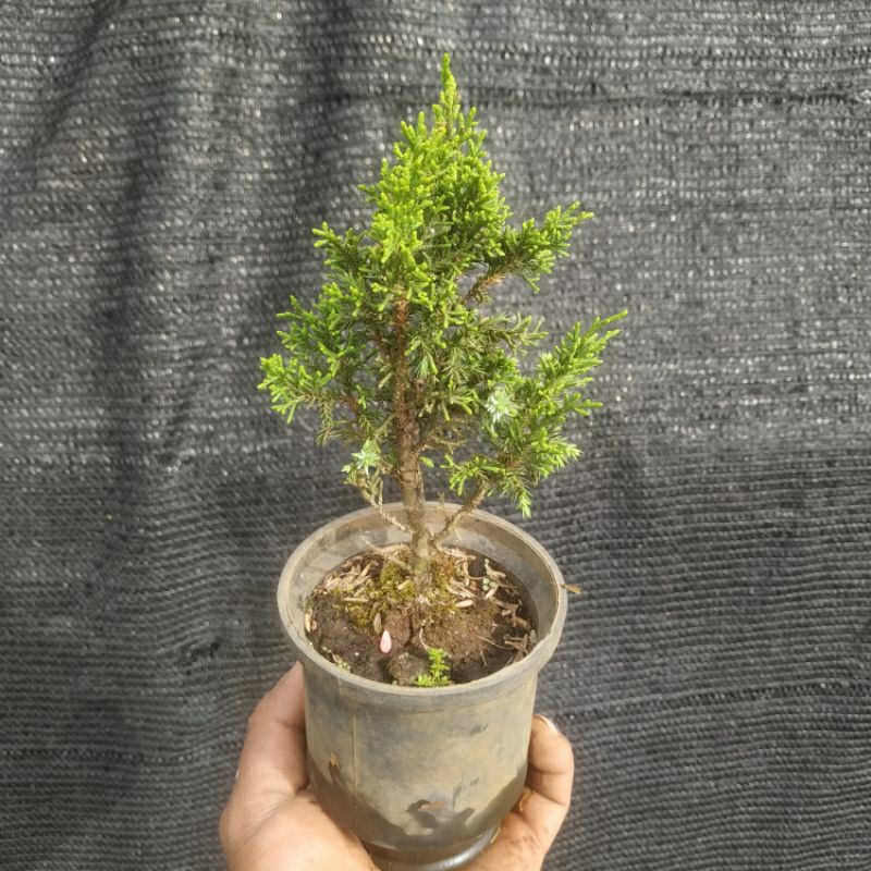 cemara sargenti/bonsai mame bahan cemara sargenti