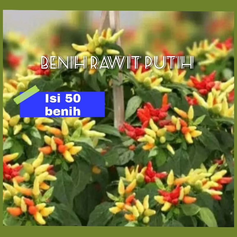 Benih Cabe Rawit Putih (50 bibit)