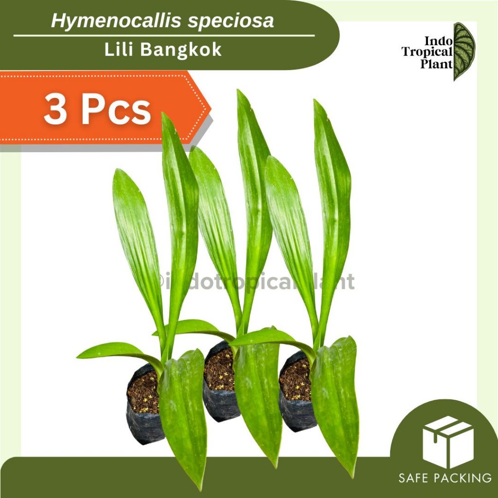 Tanaman Lili Bangkok / Hymenocallis speciosa / Hiasan Taman