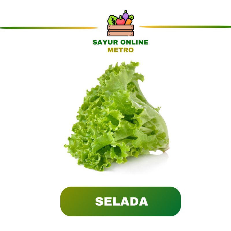 

Selada Segar - Sayur Online Metro