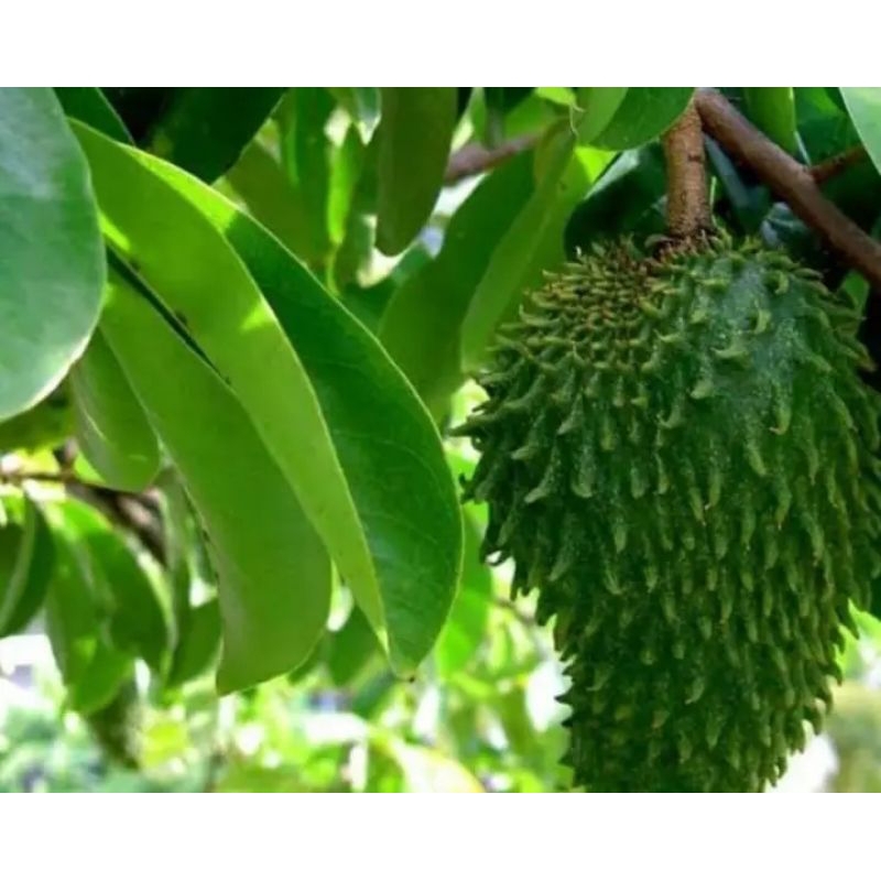 

Daun sirsak 500 gram