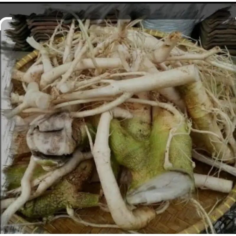 

Akar pohon pepaya 500 gram