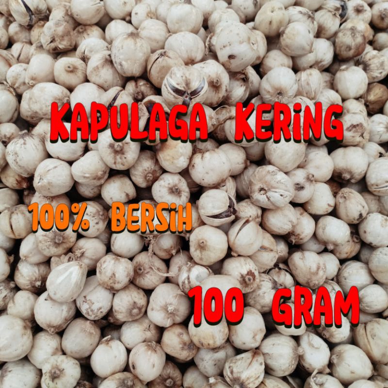 

kapulaga kering 100 gram kapulaga organik sudah di cuci bersih