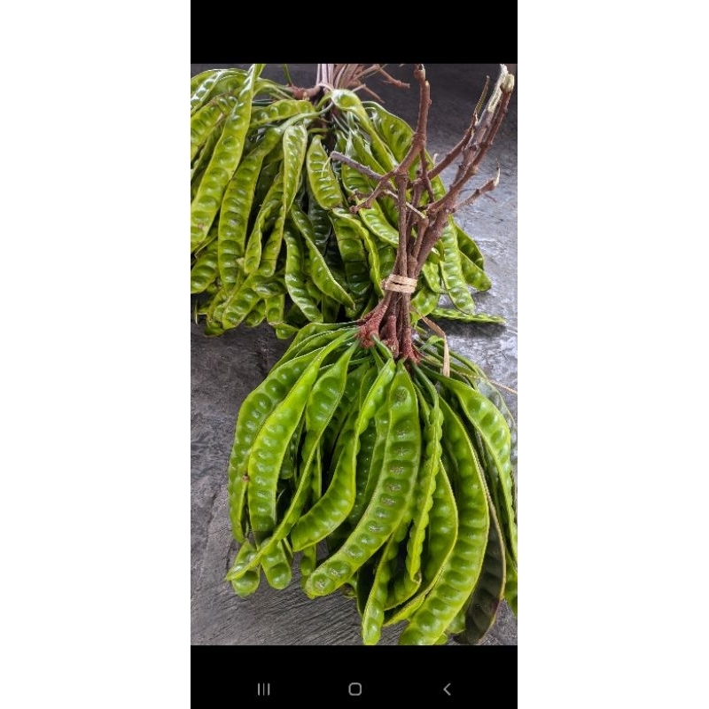 

BERKAH_SAYUR22 Pete Segar Asli Lereng Lawu