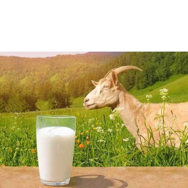 

[PREMIUM] Susu Kambing Etawa Murni 500ml Segar Beku - Fresh Frozen Goat Milk - Tanpa Bau Prengus ASLI