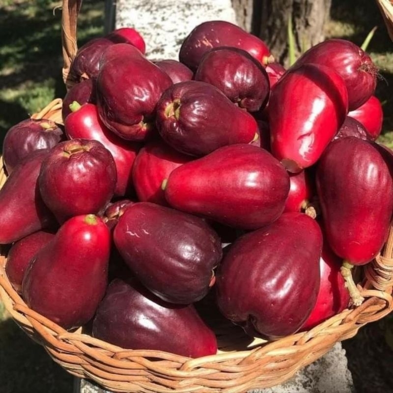 

jambu jamaica super 500gr