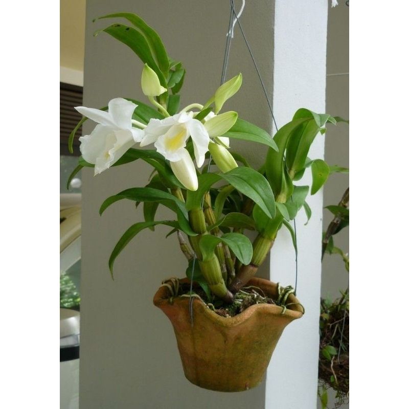 Tanaman hias anggrek dendrobium - Anggrek dendrobium - Pohon anggrek - Anggrek bunga putih