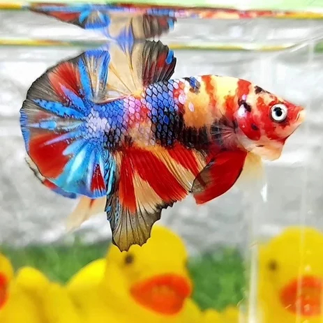 BELI 3 BONUS 1 - Jual Ikan Cupang Galaxy Multicolor | Betta Galaxy Multicolor | Jantan
