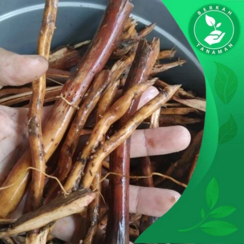 

Akar Pinang Muda Segar Organik 1kg Akar Jambe Muda