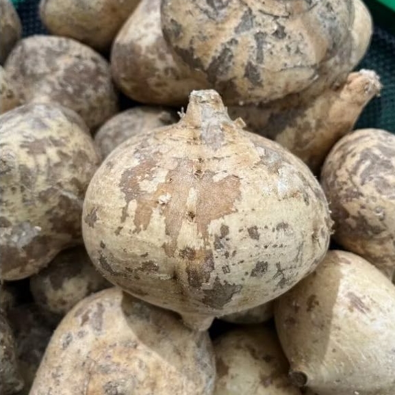 

Buah Bengkoang Segar IgnacioBox