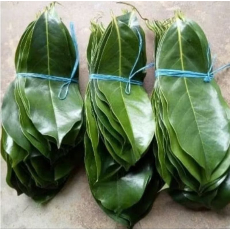 

daun sirsak segar obat herbal per 100 lembar
