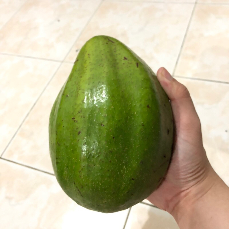 

alpukat mentega super premium