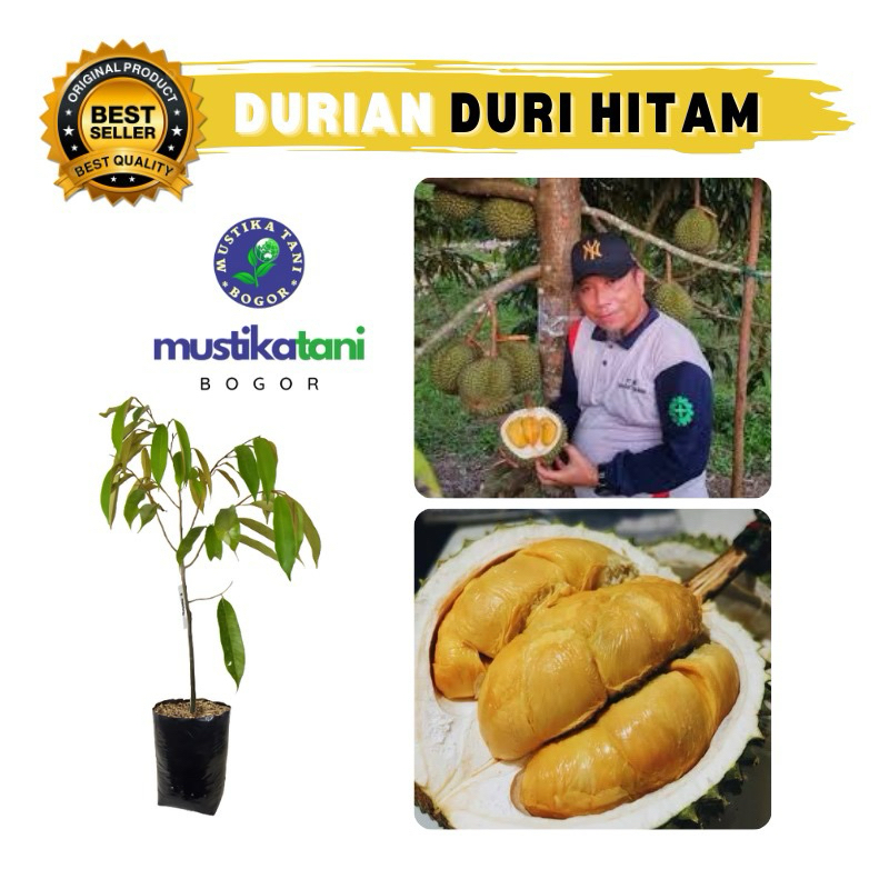 

Durian Duri Hitam