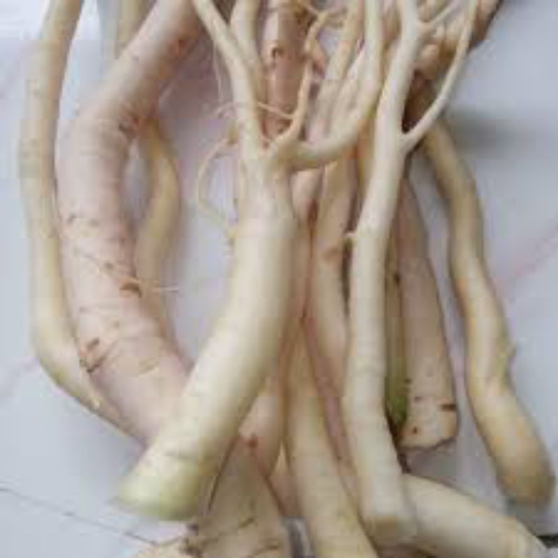 

terlaris akar pohon pepaya gandul segar asli 1kg silahkan di order