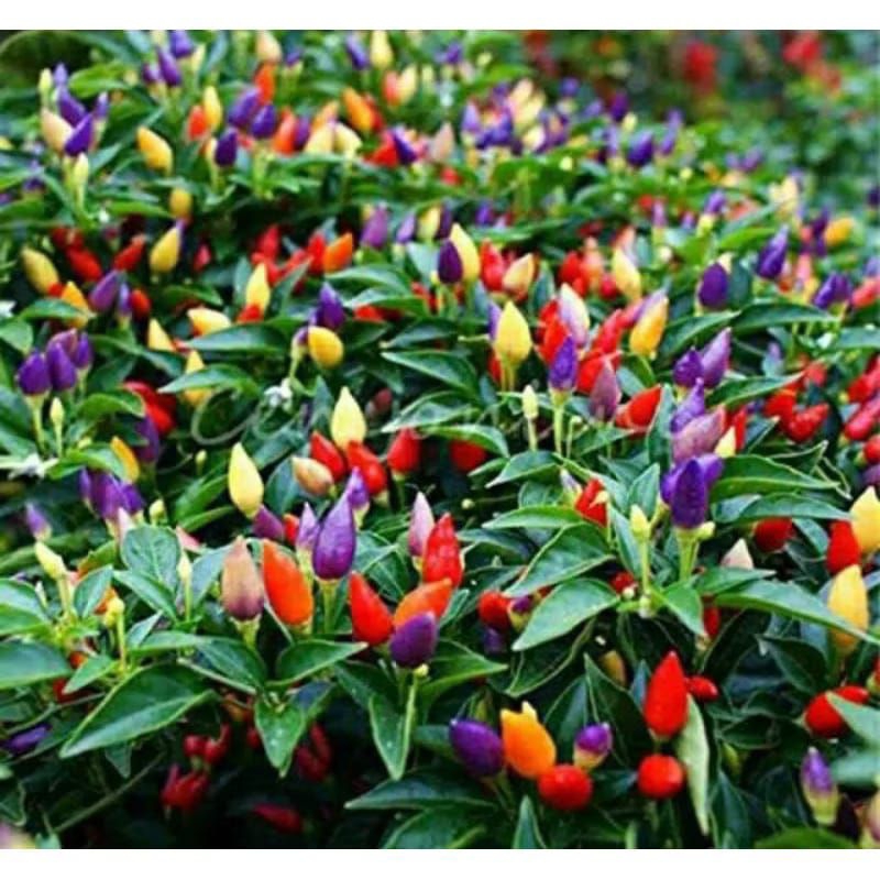 

cabai pelangi 10 biji