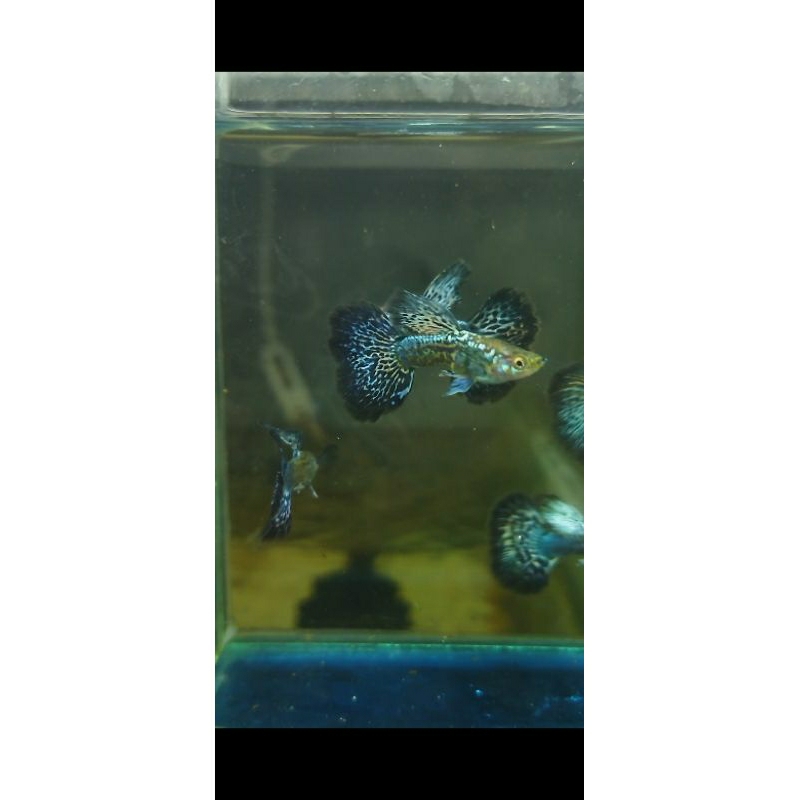 guppy bluuee dragon