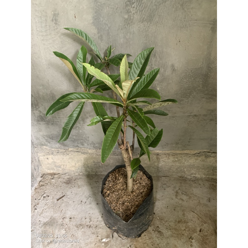 Bibit Leci Kuning Biwa Siap Berbunga