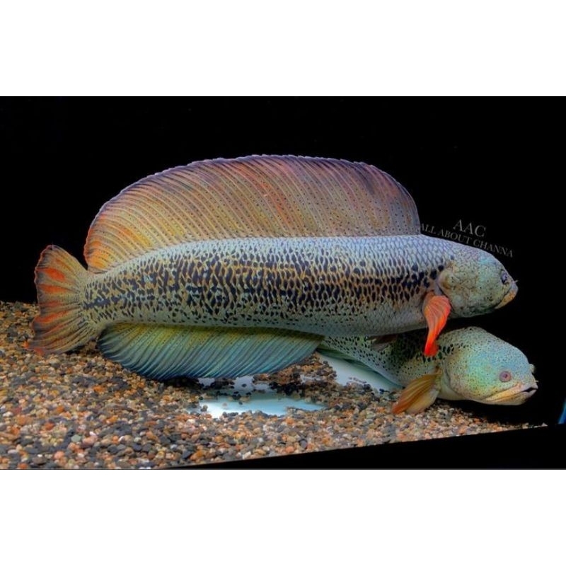 Chana Barca Corak Biru Original (Cod Bayar Ditempat) Bahan Breed 5-9cm