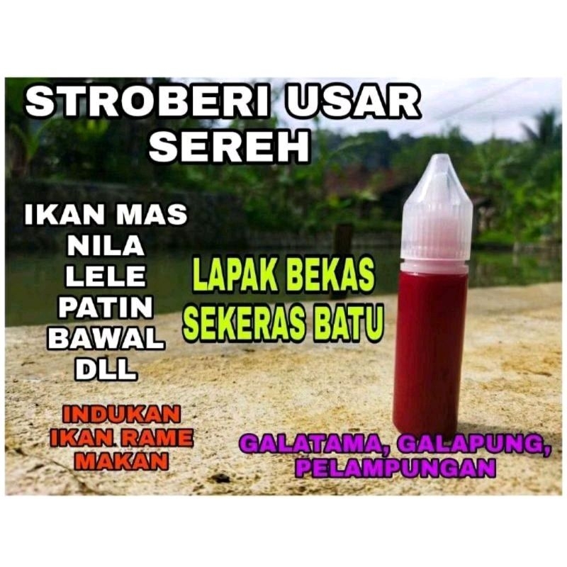 ESSEN OPLOSAN STROBERI USAR SEREH ESSEN OPLOSAN IKAN MAS BABON RAME ESSEN OPLOSAN-156