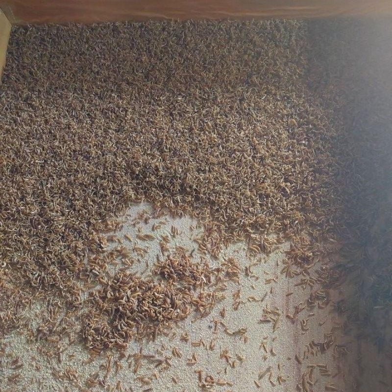 Ulat kandang hidup fresh harga per 1 ons