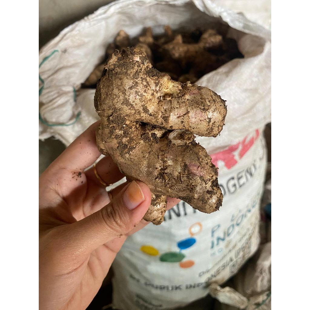 

Jahe Gajah Super Fresh !kg Jahe Putih Segar Besar