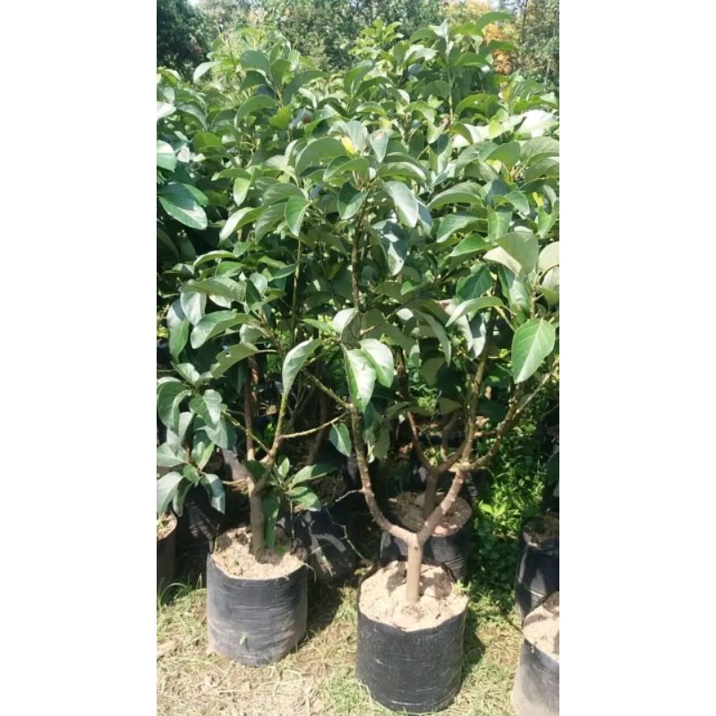 bibit tanaman alpukat markus batang bakoh super siap buah