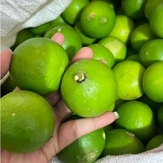 

2 Kg Jeruk NIpis Fresh Petik Murah