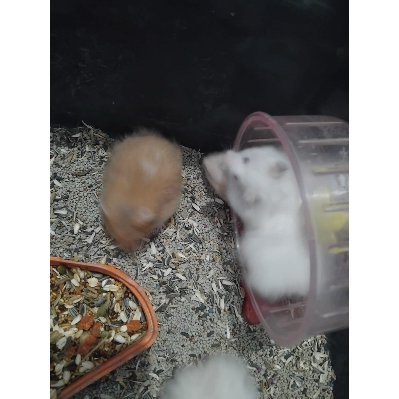 Sepasang Hamster Fujiyama longhair