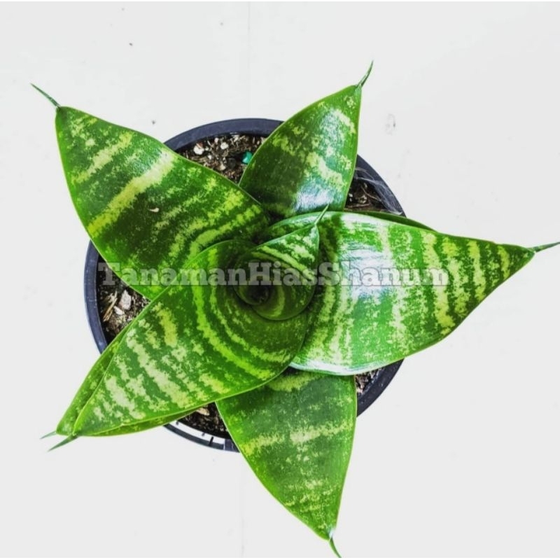 promo COD sansevieria mini hijau - tanaman hias sansevieria mini - sansevieria kodok hijau - sansevi