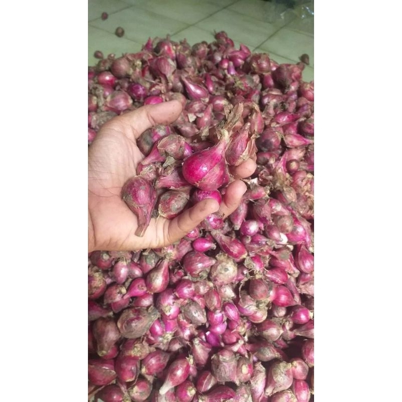 

bawang merah