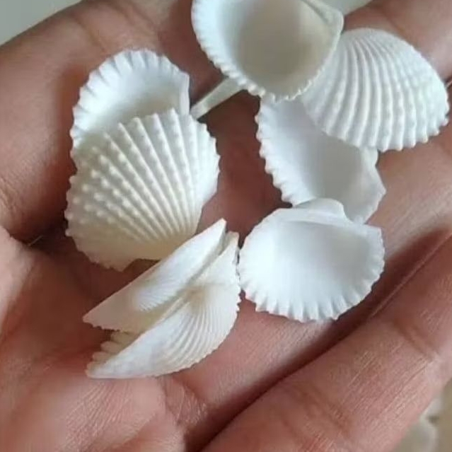 

cangkang kerang darat