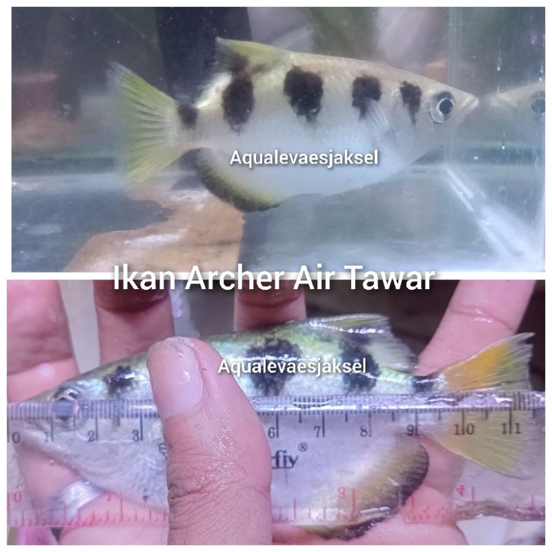 ikan archer air tawar