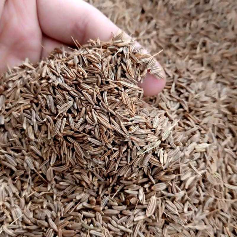 

Jintan Caraway / Jintan seeds / Jintan Masak / Biji Jintan Premium 1kg /Bumbu Masak Rempah