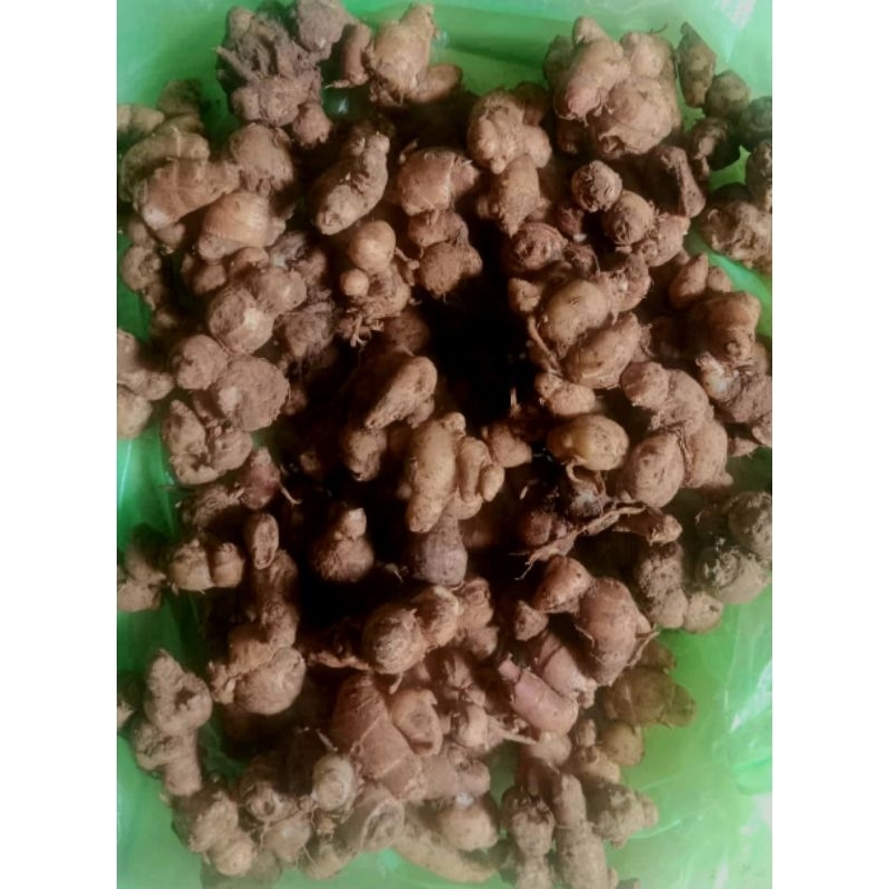 

Kencur segar 1kg