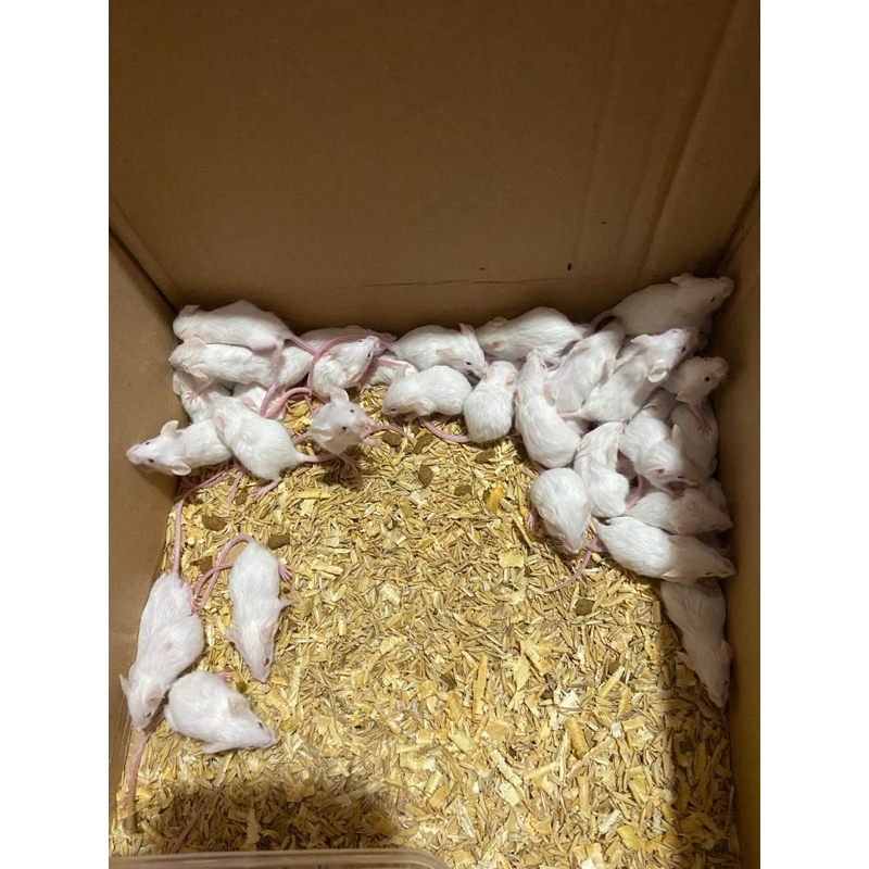 Tikus Putih Mencit (Jumper)