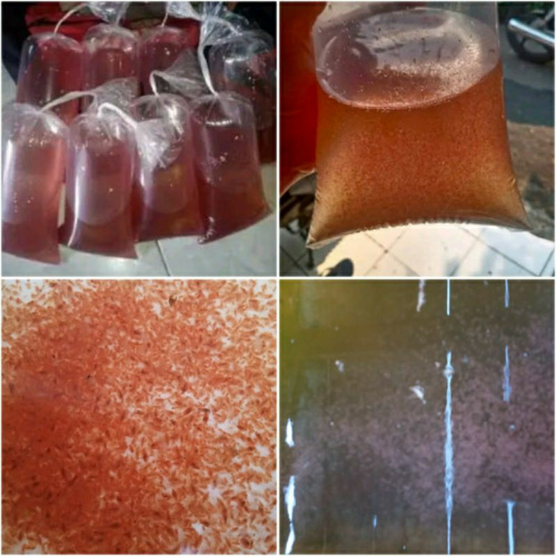 Starter Kutu Air Hidup Dapnia Magna | Pakan Anakan Ikan Cupang, Guppy, Channa, Louhan, Koi