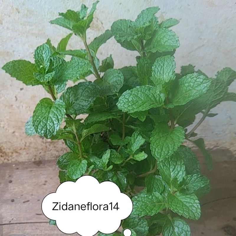 Daun Mint / Pohon herbal daun mint, Tanaman herbal daun mint