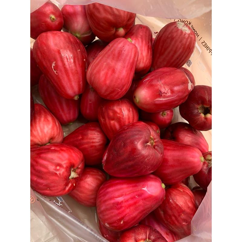 

Jambu Bol Jamaika 30.000/kg